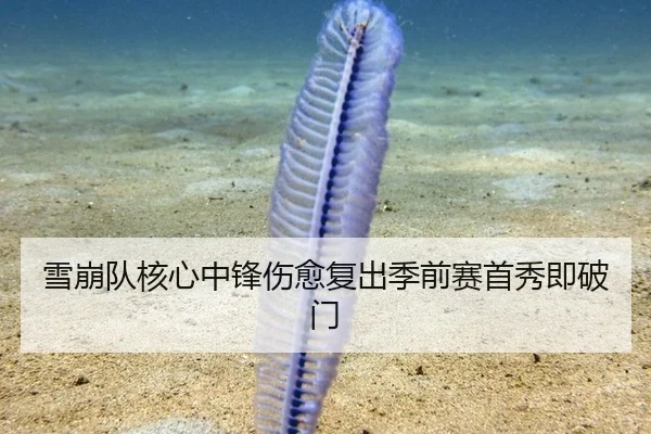 雪崩队核心中锋伤愈复出季前赛首秀即破门